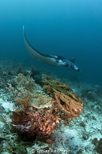 Reef Manta, Mawan, Komodo by Tobias Reitmayr 